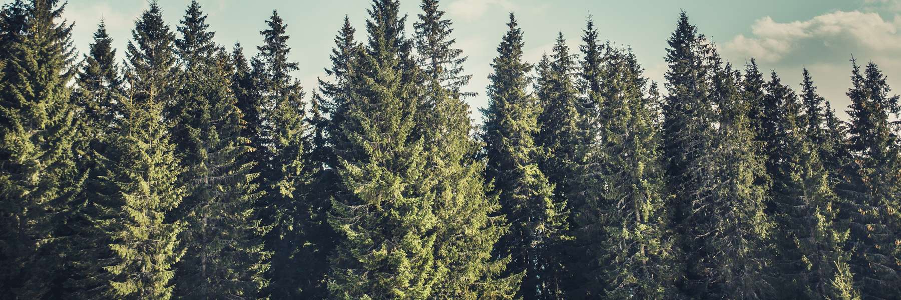 Dental Implants | Dentist